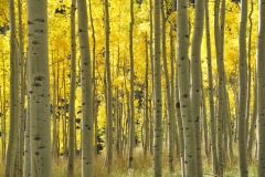 Aspen