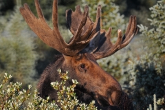 Fauna