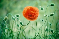 Flora
