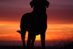 For the Dogs