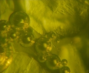 Micro Bubbles 6