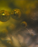 Micro Bubbles 7
