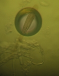 Diatom Bubble 1