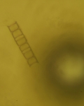 Diatom Bubble 2