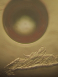 Diatom Bubble 3