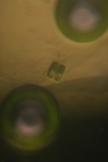 Diatom Bubble 4