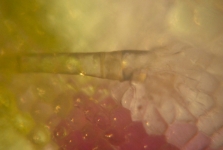 Micro Plant Fiber
