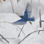 BluebirdFlightSnow